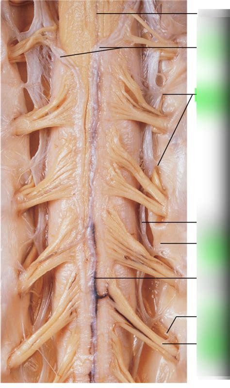 Anterior Spinal Cord And Meninges Diagram Quizlet