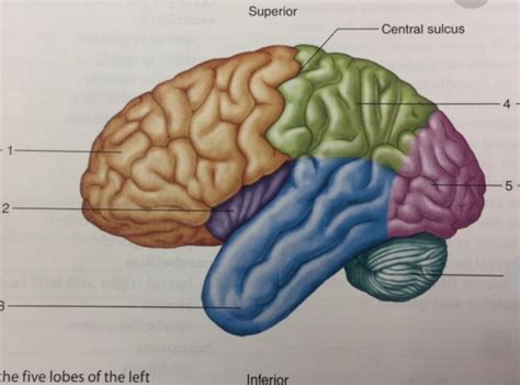 Brain And Cranial Nerves Part Of Lab 28 Diagram Quizlet