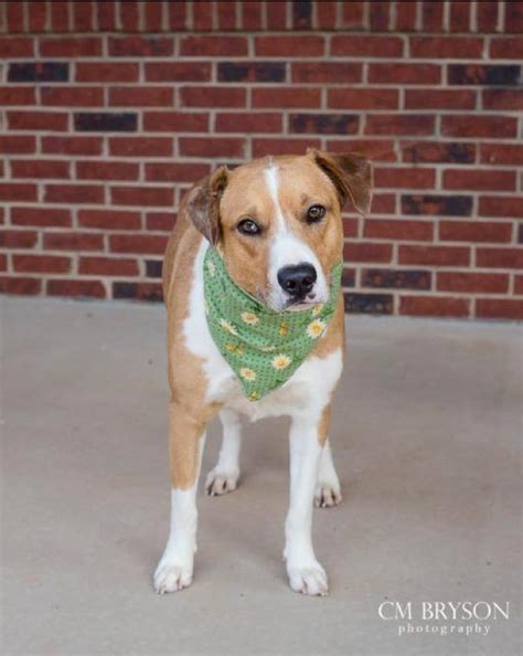 Millie the Australian Shepherd, Boxer Mix