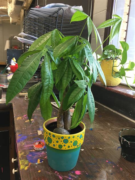 money tree repot 9