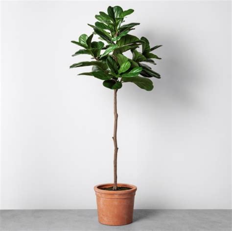 The Withered Fig Tree