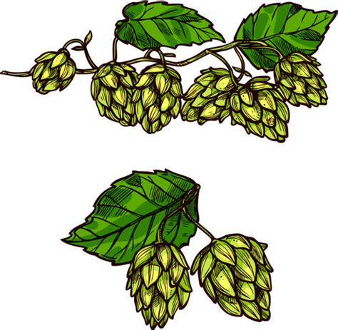 Best Hops Vine Illustrations Royalty Free Vector Graphics And Clip Art