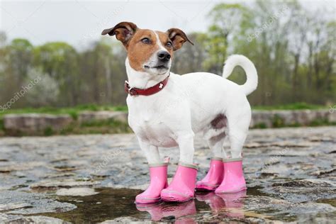 Dog In The Rain — Stock Photo © Damedeeso 44087669