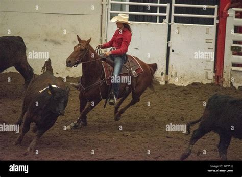 Competitors At The Canadian Team Cattle Penning Association National