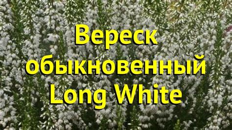 Вереск обыкновенный Лонг Вайт. Краткий обзор, описание характеристик ...