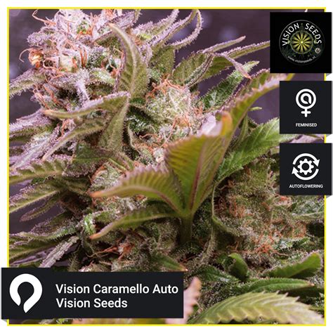 Vision Caramello Auto Vision Seeds Feminised Seeds Kazam Seeds