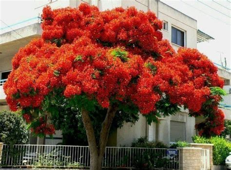 Делоникс королевский | Delonix regia, Trees to plant, Flowering trees