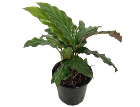 Is Calathea Rufibarba Toxic to Cats? | Pet Care Advisors