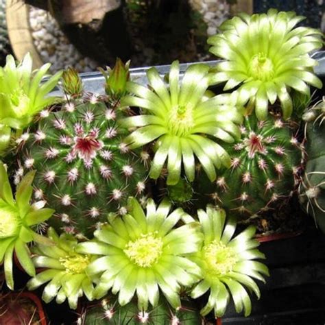 Cactus Green Pitaya Seeds Echinocereus Viridiflorus 25seeds Etsy