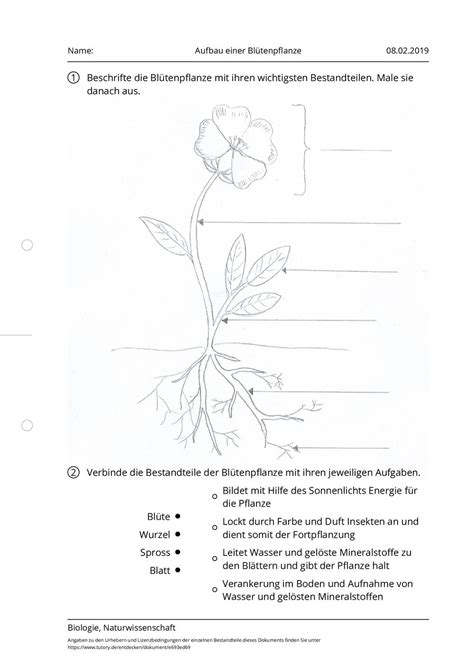 Arbeitsblatt Aufbau Einer Blütenpflanze Biologie