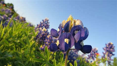Bluebonnet Wallpapers Images Photos Pictures Backgrounds