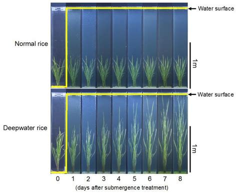 Genetic Adaptation Allows Rice To Survive Lon EurekAlert