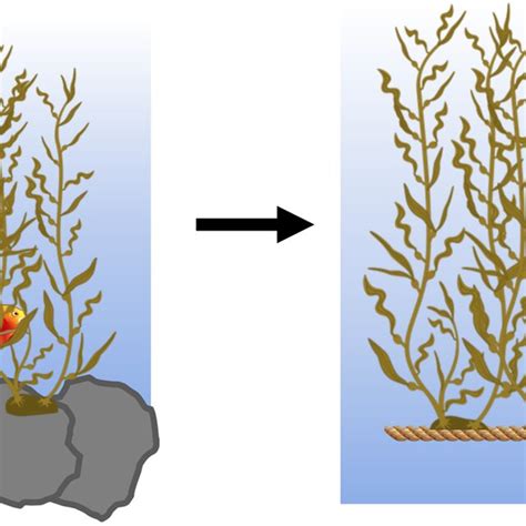 Domestication Of Marine Macroalgae Species Many Wild Marine Macroalgae