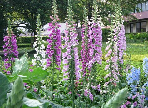 Высокорослые Цветы Для Сада Фото – Telegraph