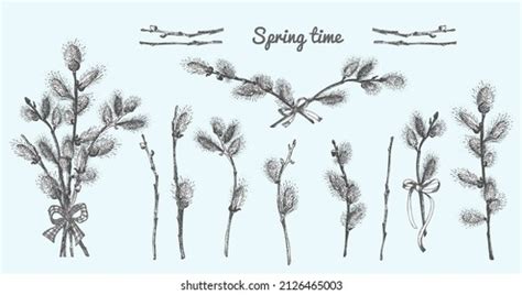 2 201 Pussy Willow Black Images Stock Photos Vectors Shutterstock