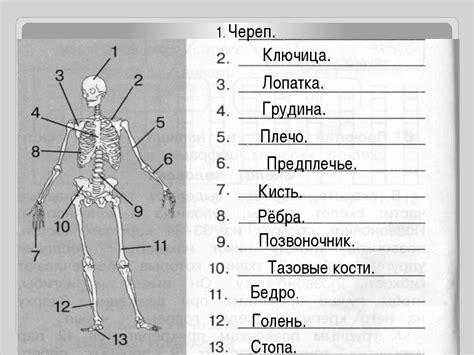 Строение человека схема с названиями