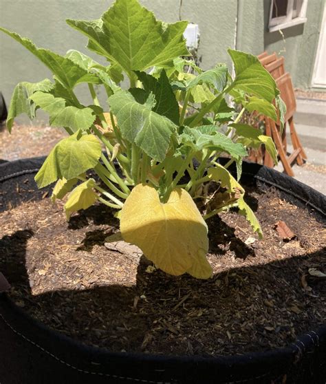 What Makes Squash Leaves Turn Yellow at Noah Stretch blog