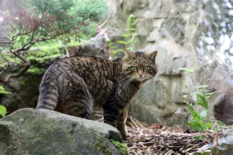 About Edinburgh Zoo