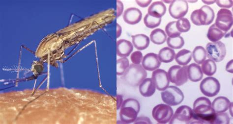 Malaria parasites lure mosquitoes to infected hosts