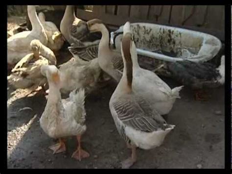 Живой дом. Утки и гуси. Азы разведения - YouTube