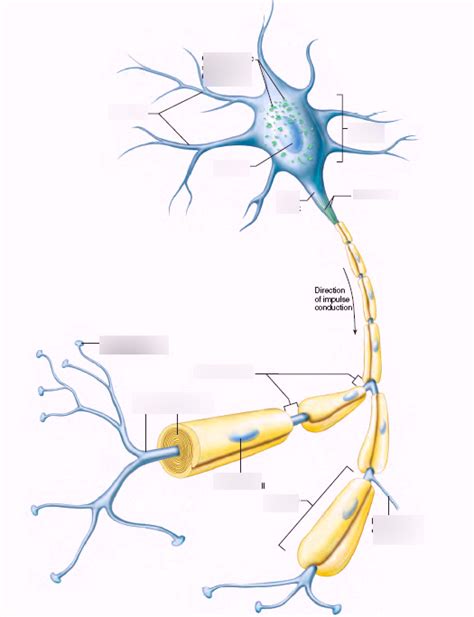 Neuron Diagram Diagram Quizlet