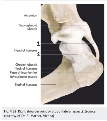 TV1103 Forelimb Arthrology Flashcards Quizlet