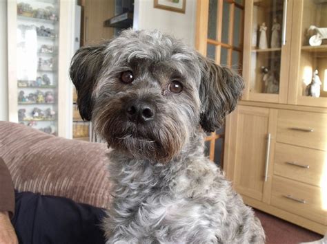 Lhasa-Poo | GreatDogSite