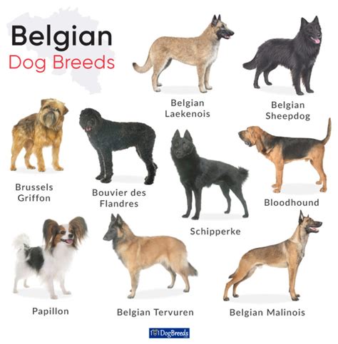 List Of The 9 Belgian Dog Breeds With Pictures