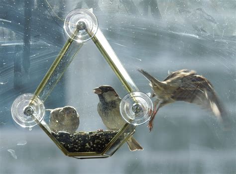 House Sparrows In Great Britain 2