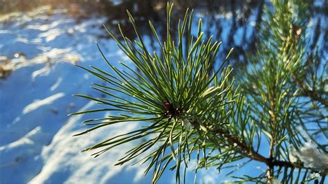 Aiguilles Pin Brin À Feuilles Photo gratuite sur Pixabay