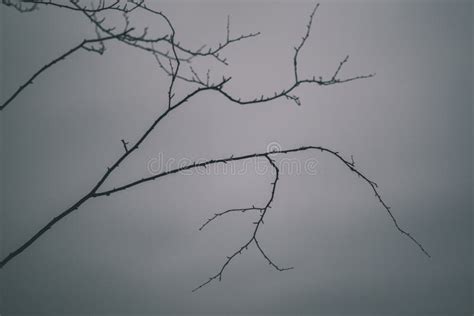 Naked Tree Branches In Late Autumn With No Leaves Vintage Retro Film Look Stock Photo Image
