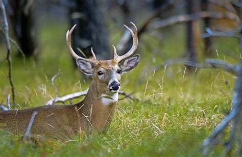 Dcr Closing Quabbin Park For Two Days Except For Deer Hunting