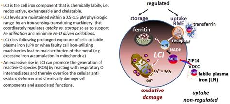 Frontiers Labile Iron In Cells And Body Fluids Physiology Pathology