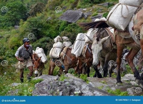 Caravan Of Donkeys Is Walking On Cliff Edge Annapurna Trekking Stock