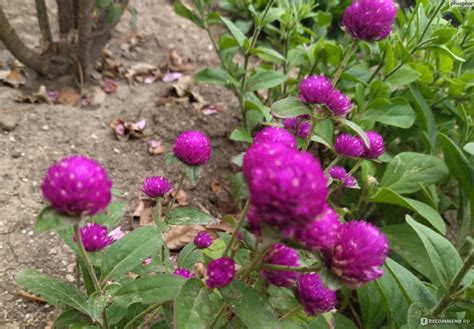 Гомфрена шаровидная (лат. Gomphrena globosa) или Амарант шаровидный ...