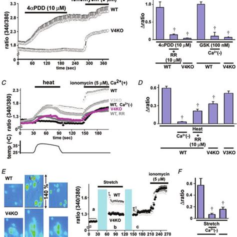 Trpv Mediated Cytosolic Ca Increase In Primary Oesophageal