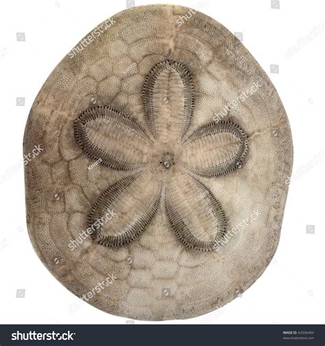 Sand Dollar Sea Urchin Stock Photo 43556494 Shutterstock