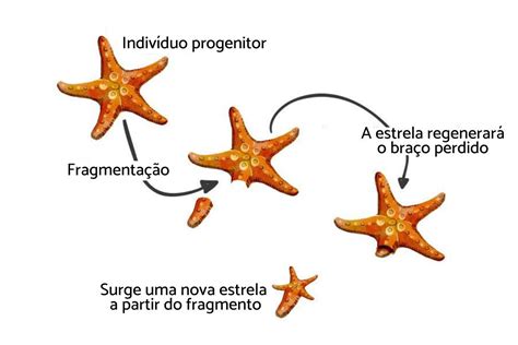 Quais São Os Tipos De Reprodução Assexuada - 7