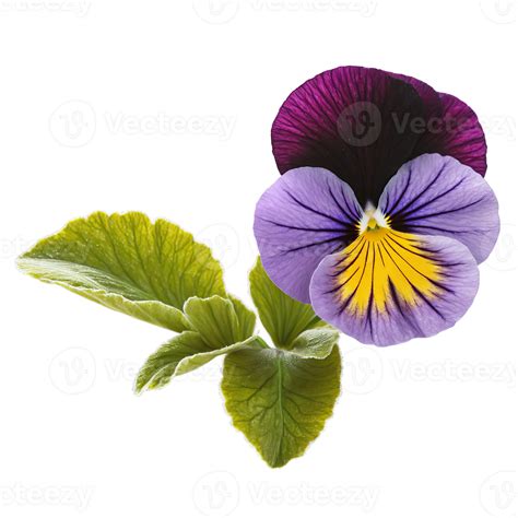 Purple pansy overlapping petals with dark veining yellow center Viola x