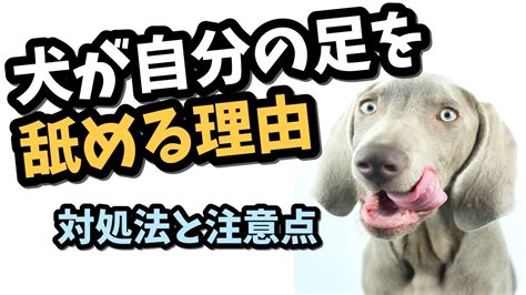 犬が前足をぺろぺろと舐める理由と対処法 Youtube