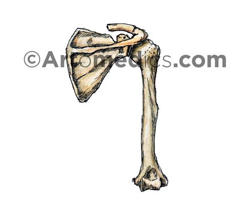 Artstation Scapula And Humerus Posterior View Artworks