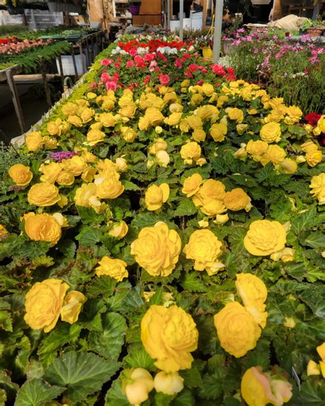 Chautauqua Gardens Greenhouse | Kamsack SK
