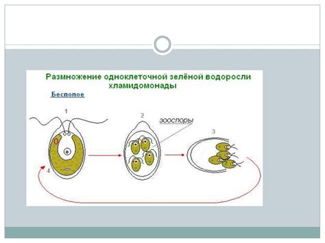 Бесполое размножение организмов - презентация онлайн