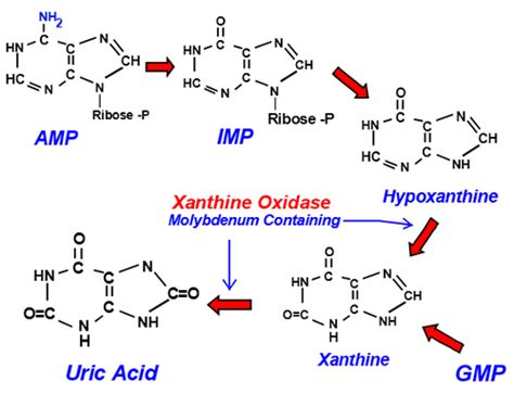 Chapter Nucleotide Biosynthesis Salvage Pathway Flashcards Quizlet