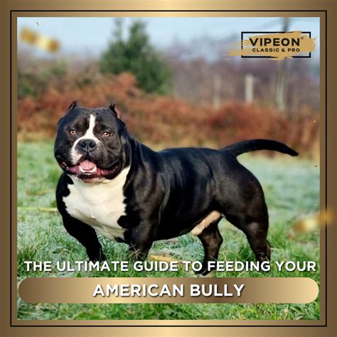 The Ultimate Guide To Feeding Your American Bully Expert Tips Vipeon