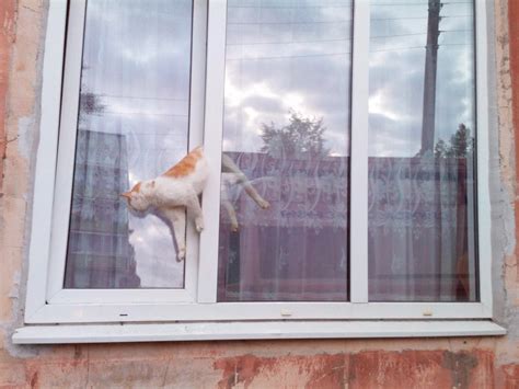 Кошка в щели окна - картинки и фото koshka.top