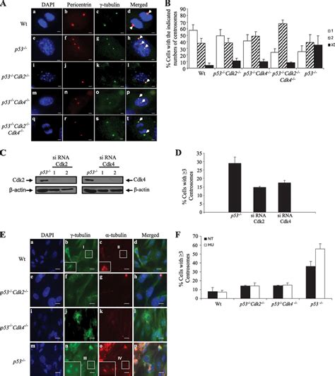 Ablation or siRNA-mediated silencing of Cdk2 and Cdk4 prevents ...