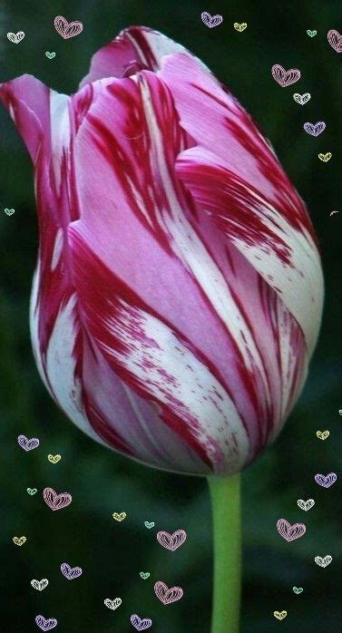 Pin By Ane Castro On Beautiful Tulips ♡ Exotic Flowers Beautiful