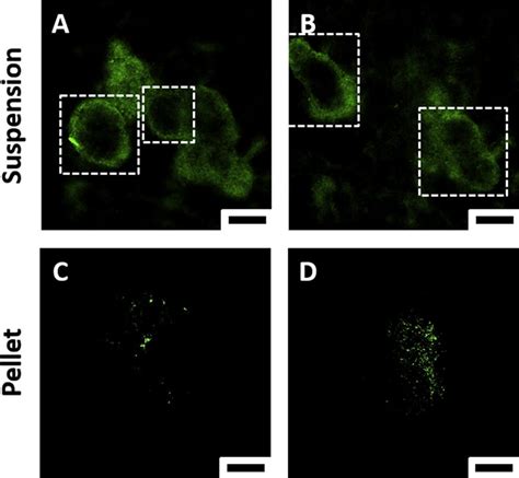 Confocal Images Of Fluorescently Tagged Huvecs In Msc Huvec Co Cultured