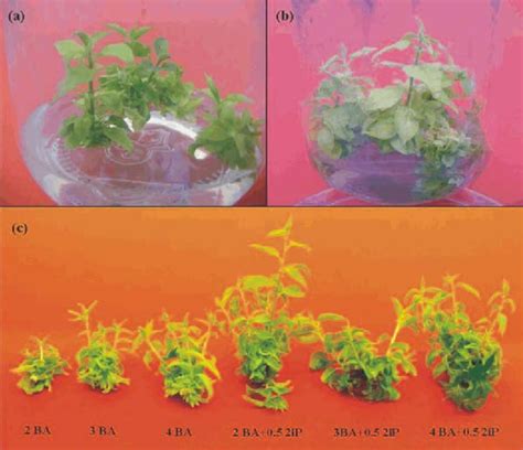 Effect Of Different Cytokinins And Their Concentrations On Shoot